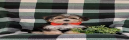 Morkie dogs for sale: Raleigh 6 lbs Full Grown - Ad 3