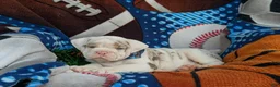 English Bulldog dogs for sale: Dunmore - Ad 4