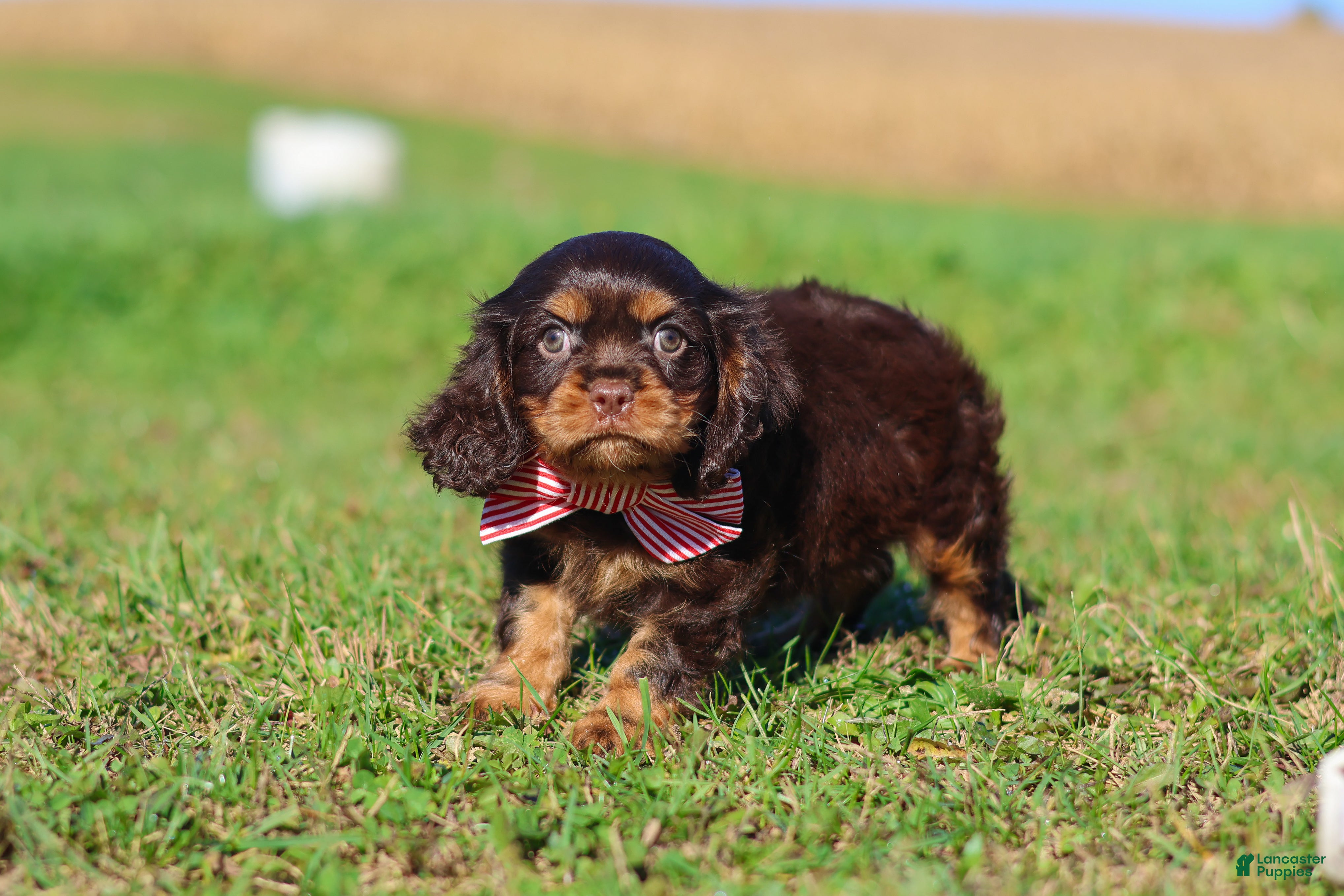 Cavalier King Charles Spaniel dogs Cooper - Ad 2