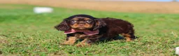 Cavalier King Charles Spaniel dogs for sale: Cooper - Ad 2