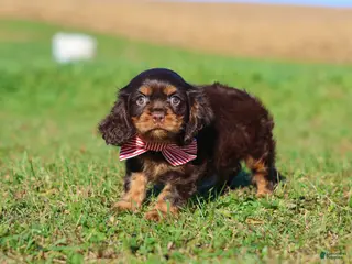 Cavalier King Charles Spaniel dogs Cooper - Ad 2