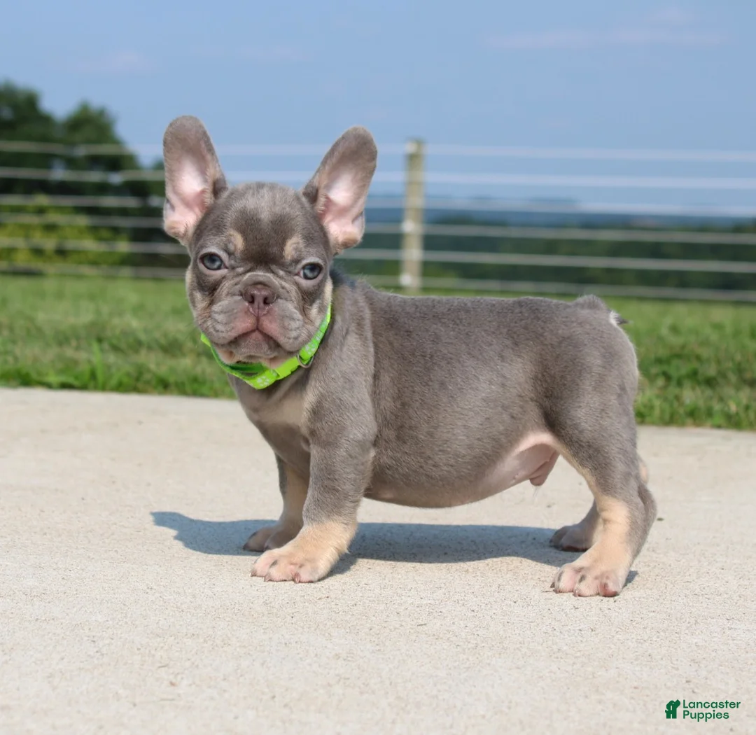 French Bulldog dogs for sale: Hank - Ad 2