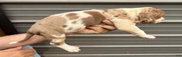 Catahoula Leopard Dog dogs for sale: Benelli “Nelli” - Ad 7