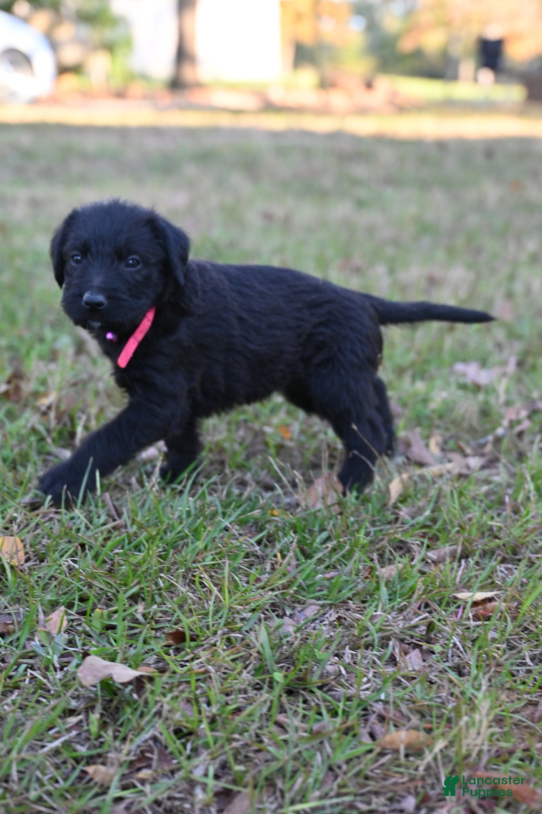 Mixed Breed dogs for sale: Puppy 6 - Ad 2