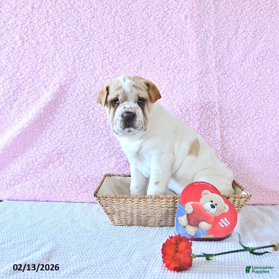 Mini Hippo dogs Destiny - Ad 2