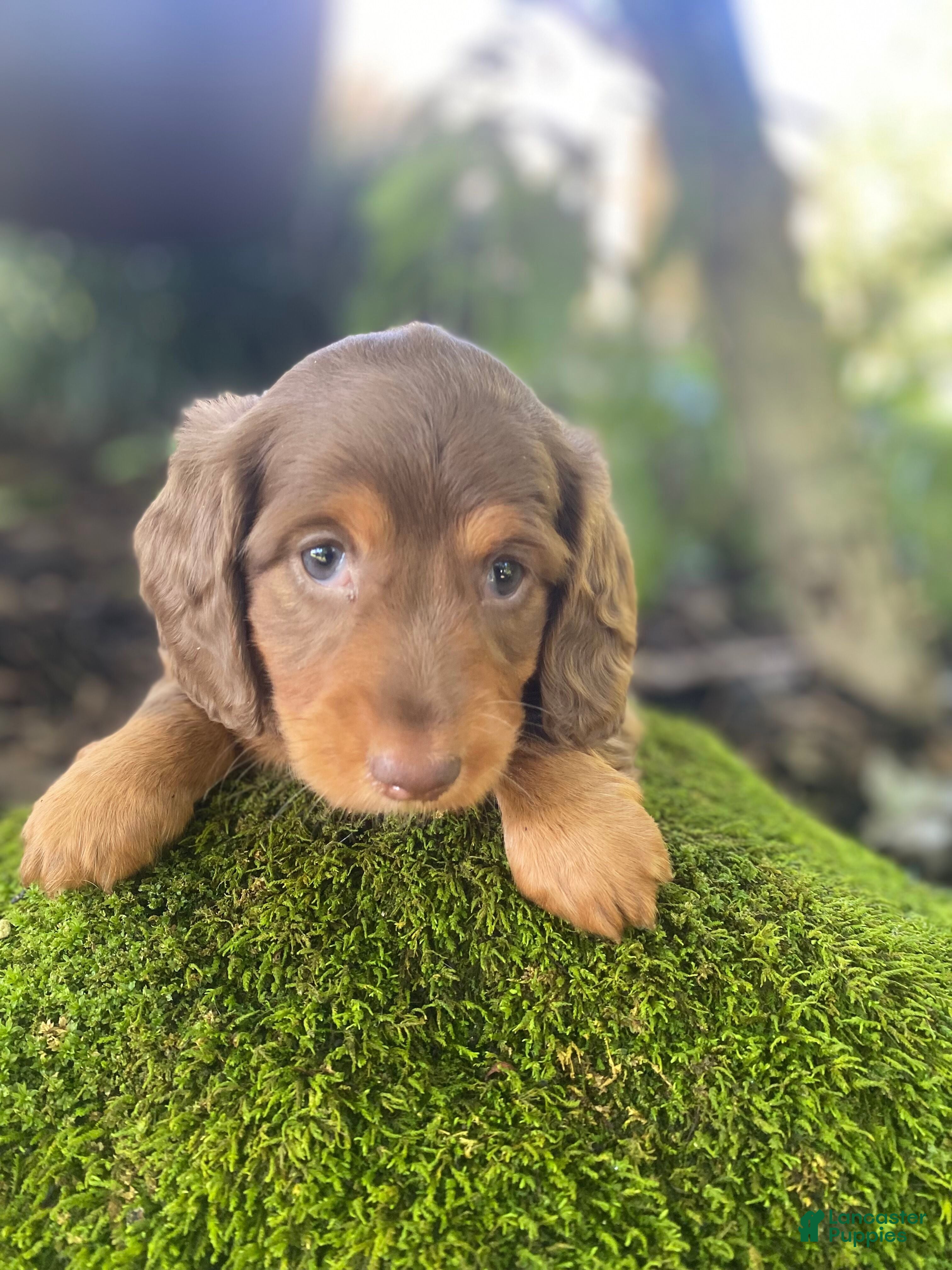 Miniature Dachshund dogs Piper - Ad 1