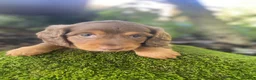 Miniature Dachshund dogs for sale: Piper - Ad 1