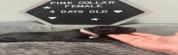 Cane Corso dogs for sale: Vixen - Ad 4