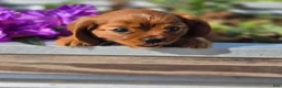 Cavalier King Charles Spaniel dogs for sale: Cavalier King Charles Spaniel 2 - Ad 15