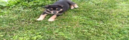 Mixed Breed dogs for sale: Lady - Ad 4