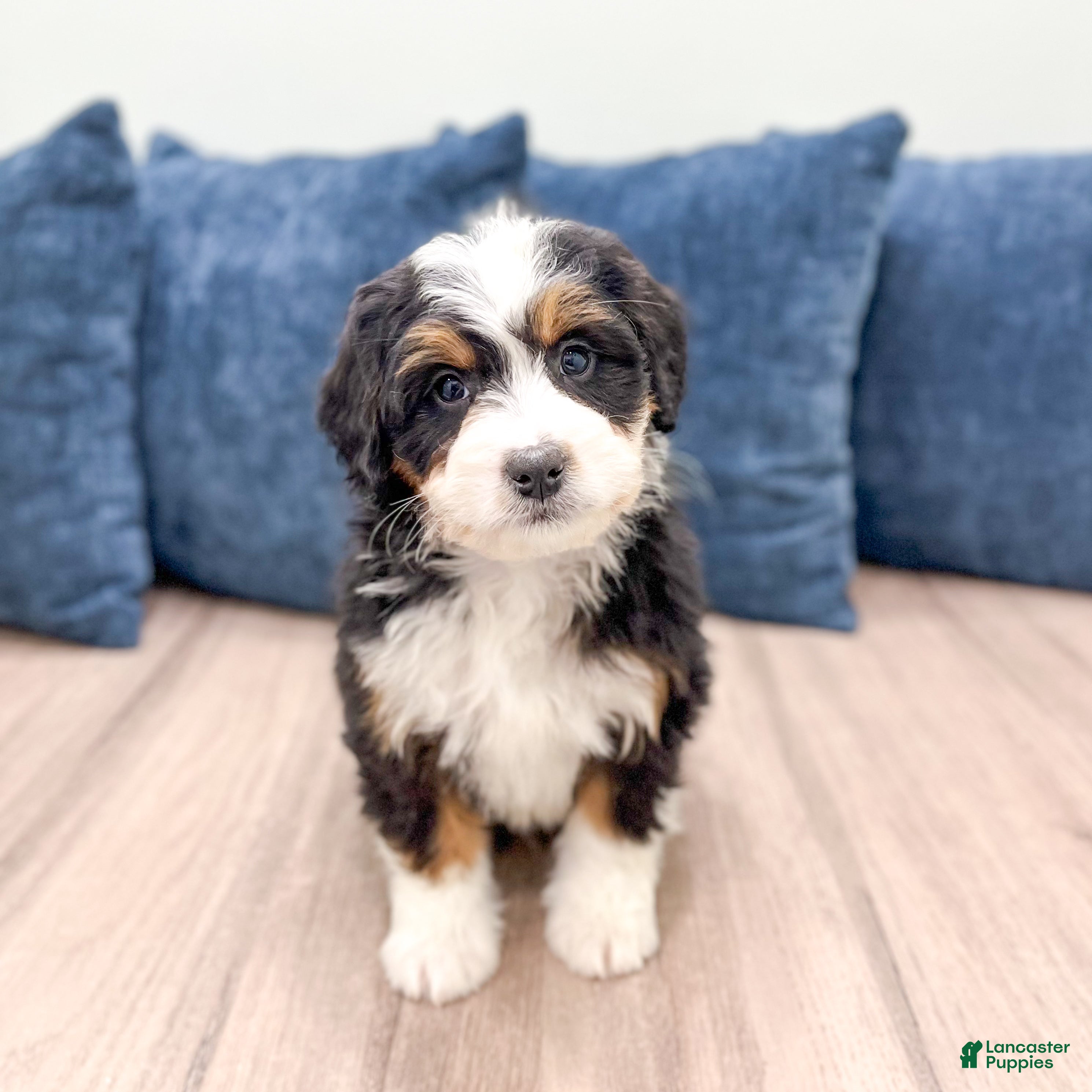 Mini Bernedoodle dogs Allie - Ad 8