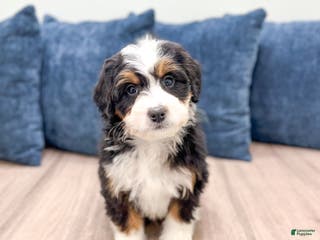 Mini Bernedoodle dogs Allie - Ad 8