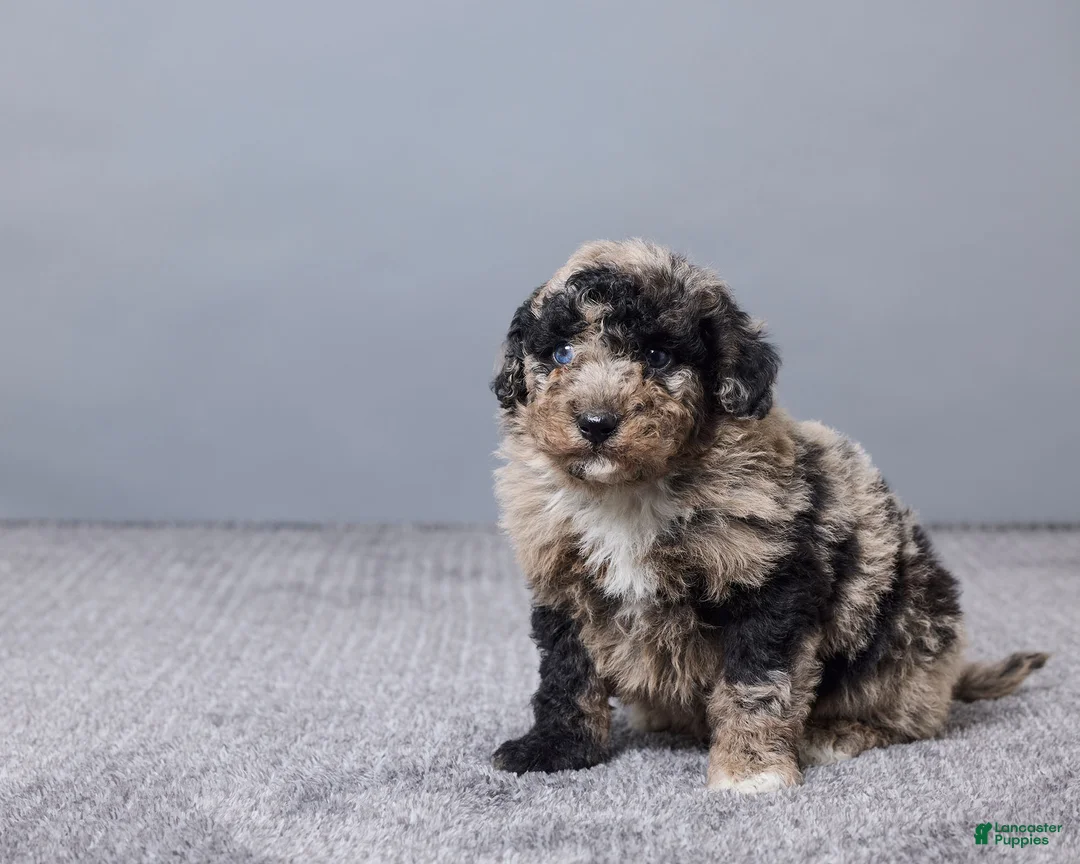 Sheepadoodle dogs for sale: Francois - Ad 5