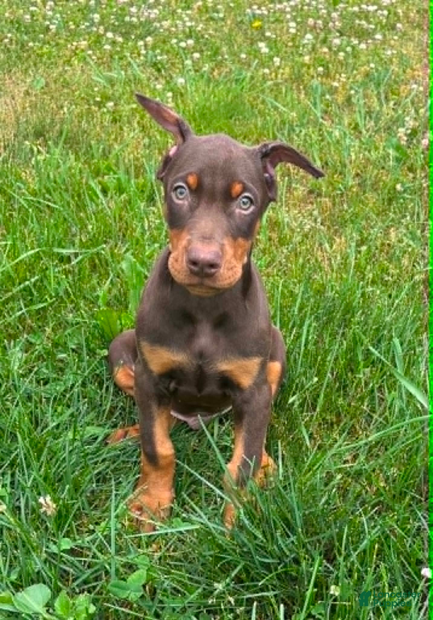 Doberman Pinscher dogs Red Male - Ad 3