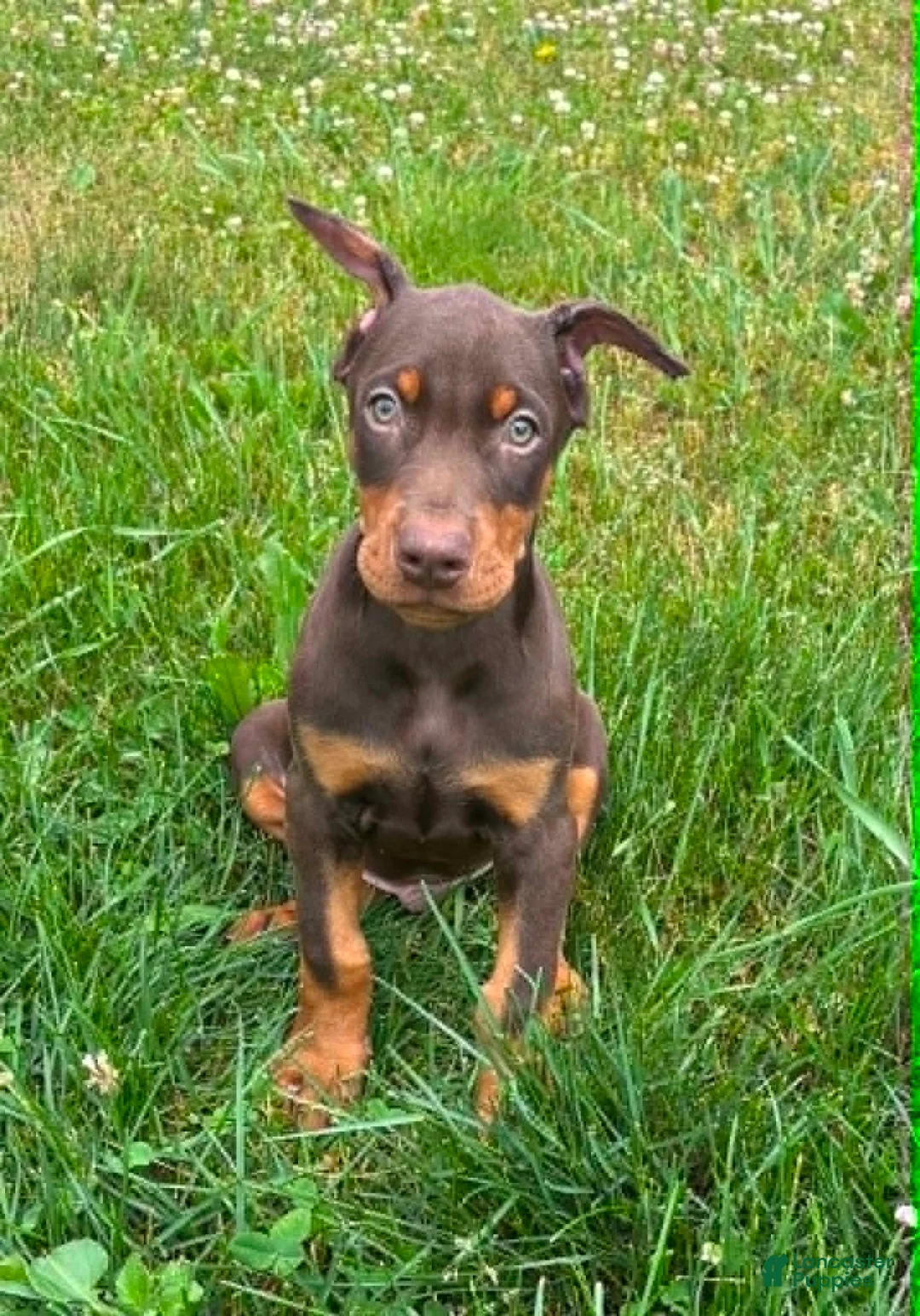 Doberman Pinscher dogs for sale: Red Male - Ad 1