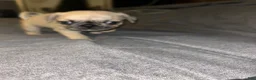 Pug dogs for sale: Pug Puppy 1 - Ad 2