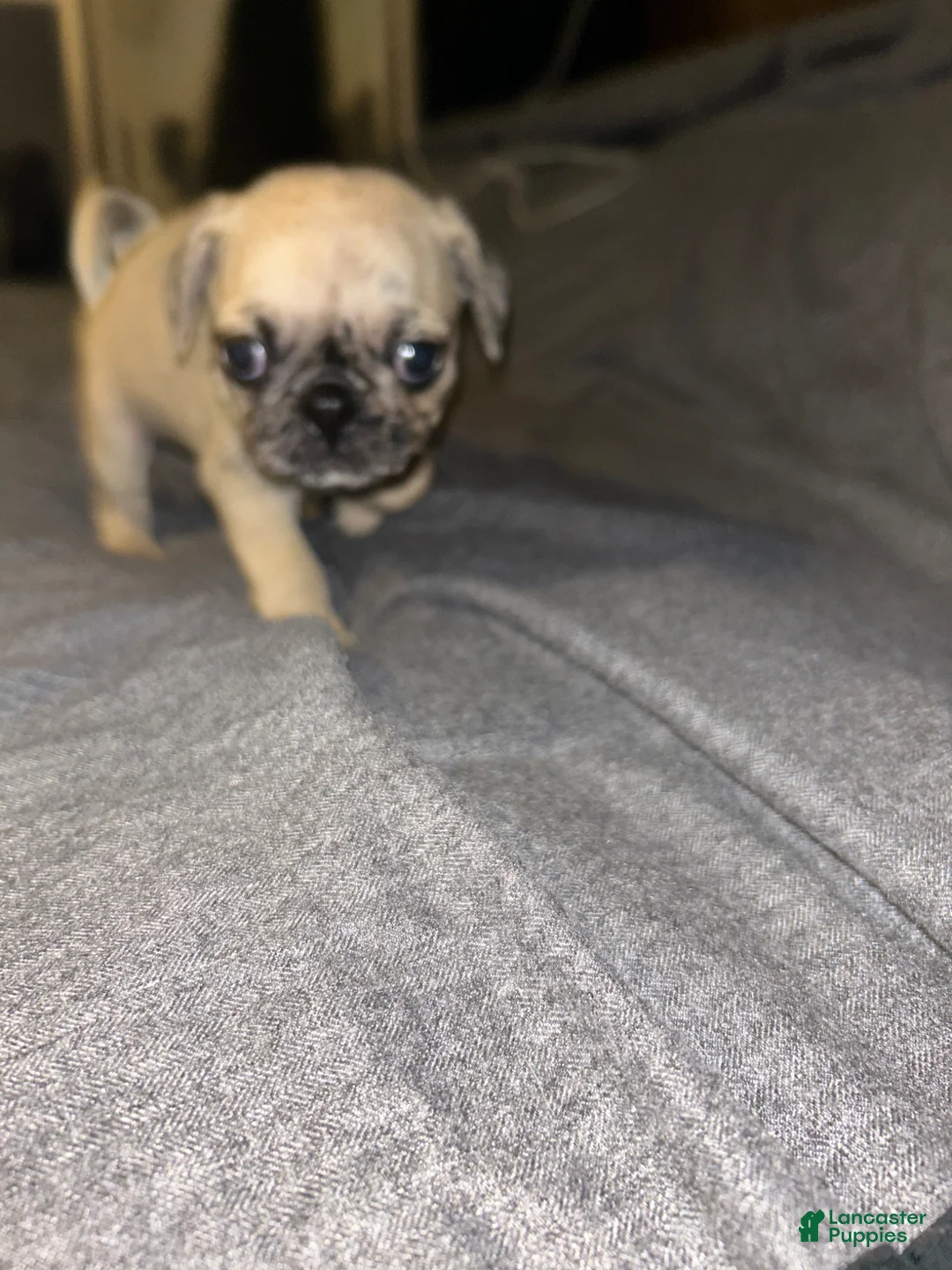 Pug dogs for sale: Pug Puppy 1 - Ad 2
