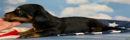 Miniature Dachshund dogs for sale: AKC Panther LH DNA OFA  - Ad 4