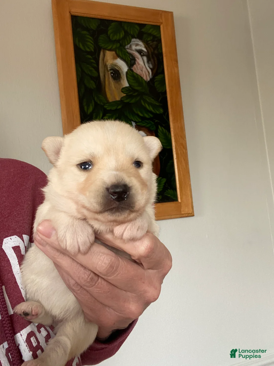 Pomsky dogs for sale: Raven  - Ad 1