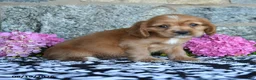 English Cocker Spaniel dogs for sale: Tommy - Ad 3