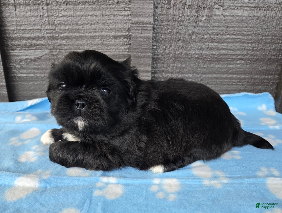 Pekingese dogs for sale: Gomez  - Ad 5