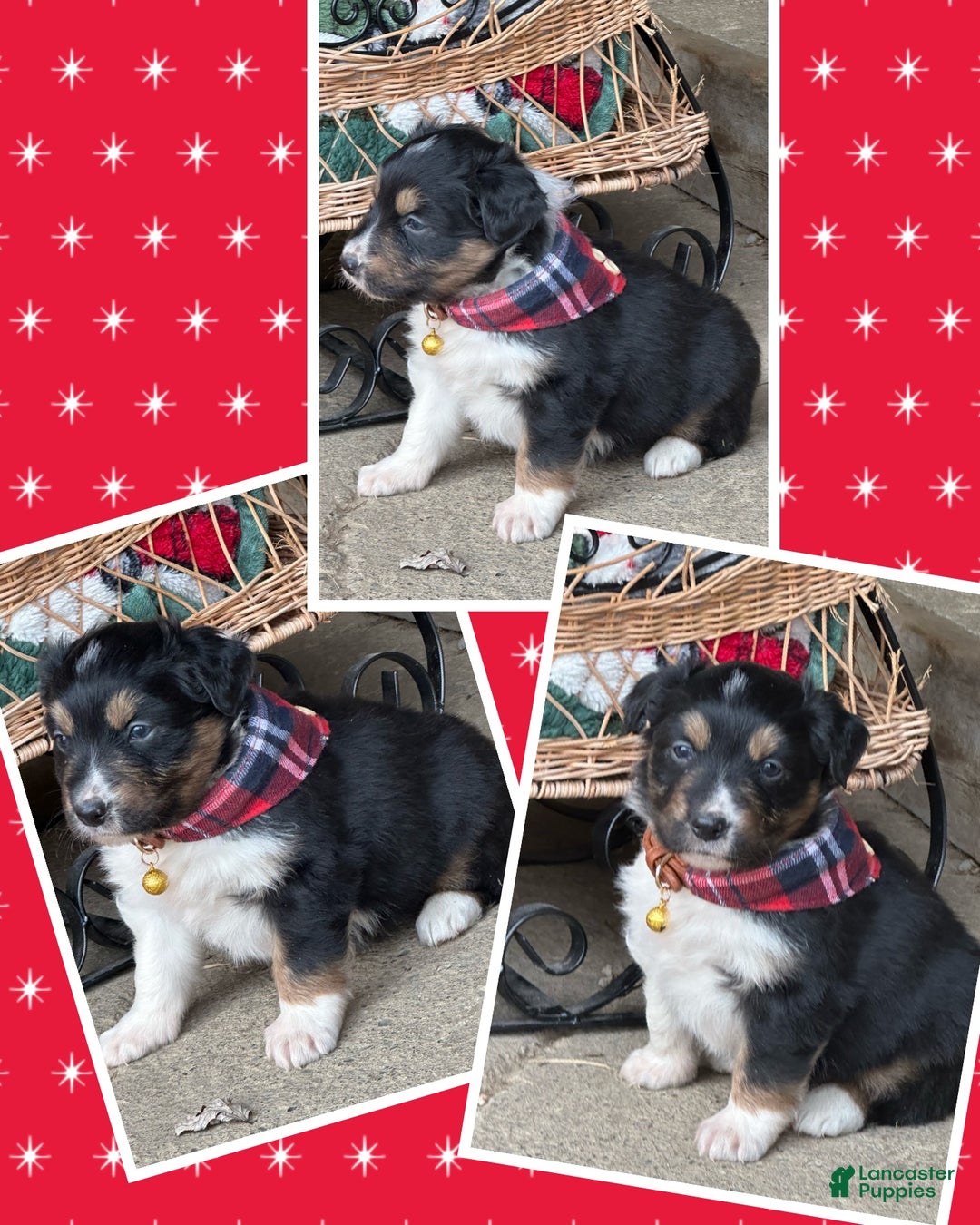 Miniature Australian Shepherd dogs for sale: Jingle Bell - Ad 2