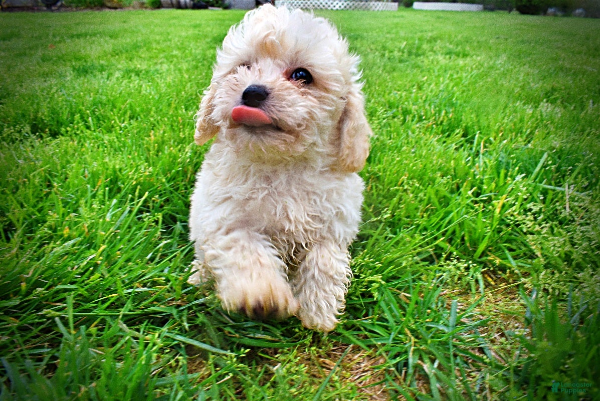 Havapoo dogs Nacho - Ad 5