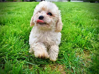 Havapoo dogs Nacho - Ad 5