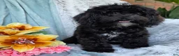 Shihpoo dogs for sale: Bella Dawn - Ad 6
