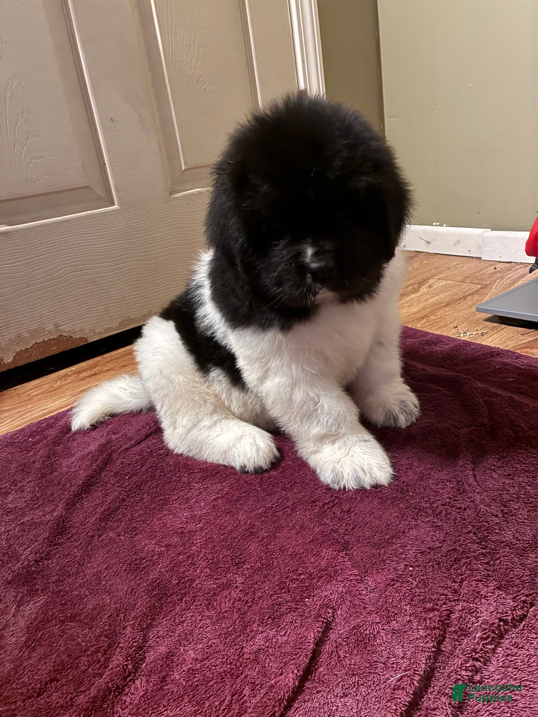 Newfoundland dogs for sale: Newfoundland Puppy 1 - Ad 1