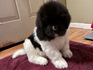 Newfoundland dogs Newfoundland Puppy 1 - Ad 3