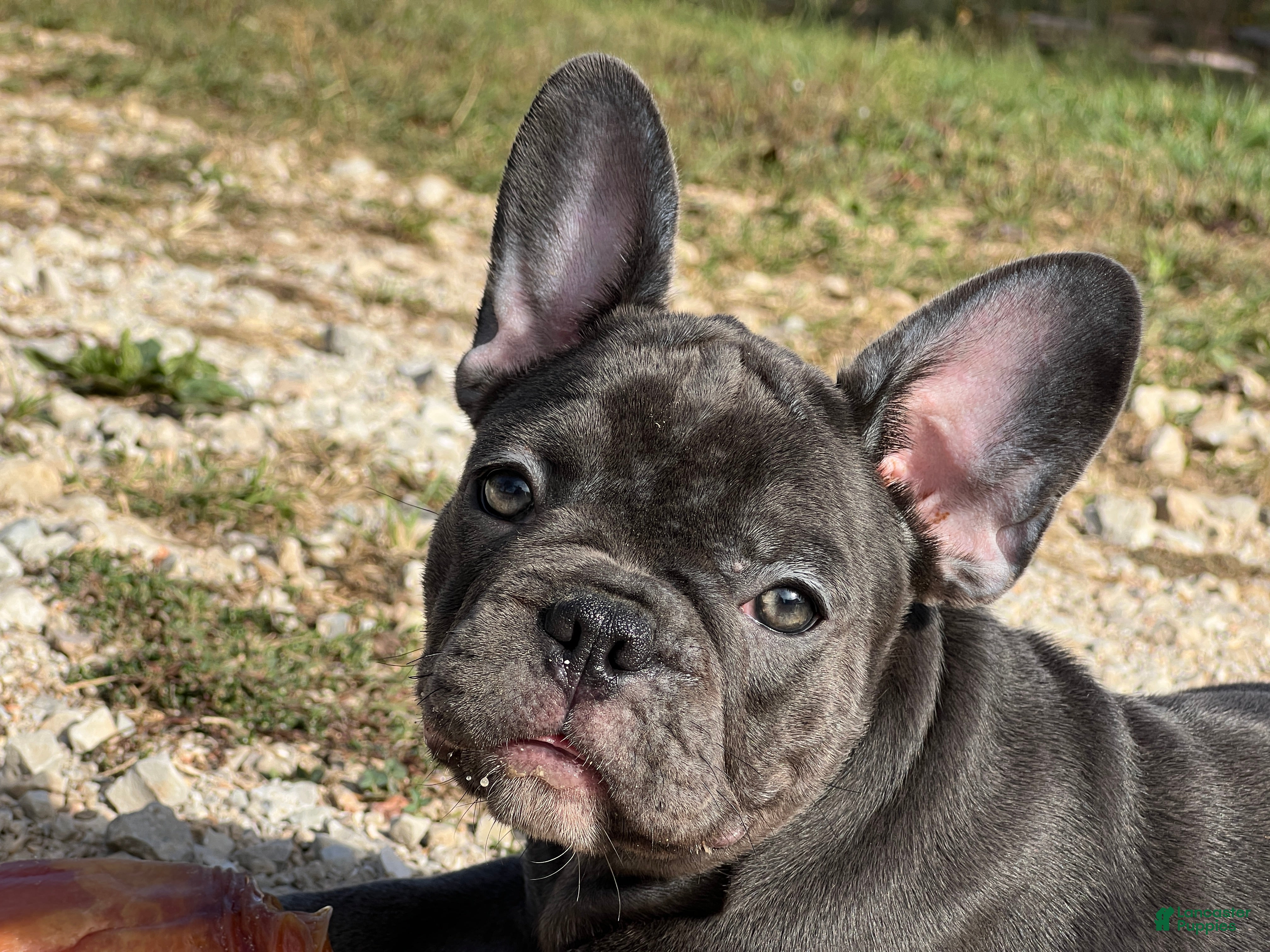 French Bulldog dogs Bloom  - Ad 30