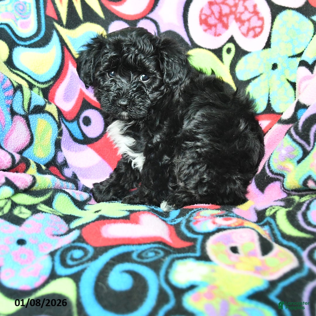 Yorkiepoo dogs for sale: Hero - Ad 1