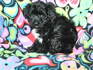 Yorkiepoo dogs Hero - Ad 16