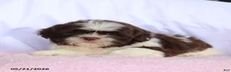 Shih Tzu dogs for sale: Nikki - Ad 5