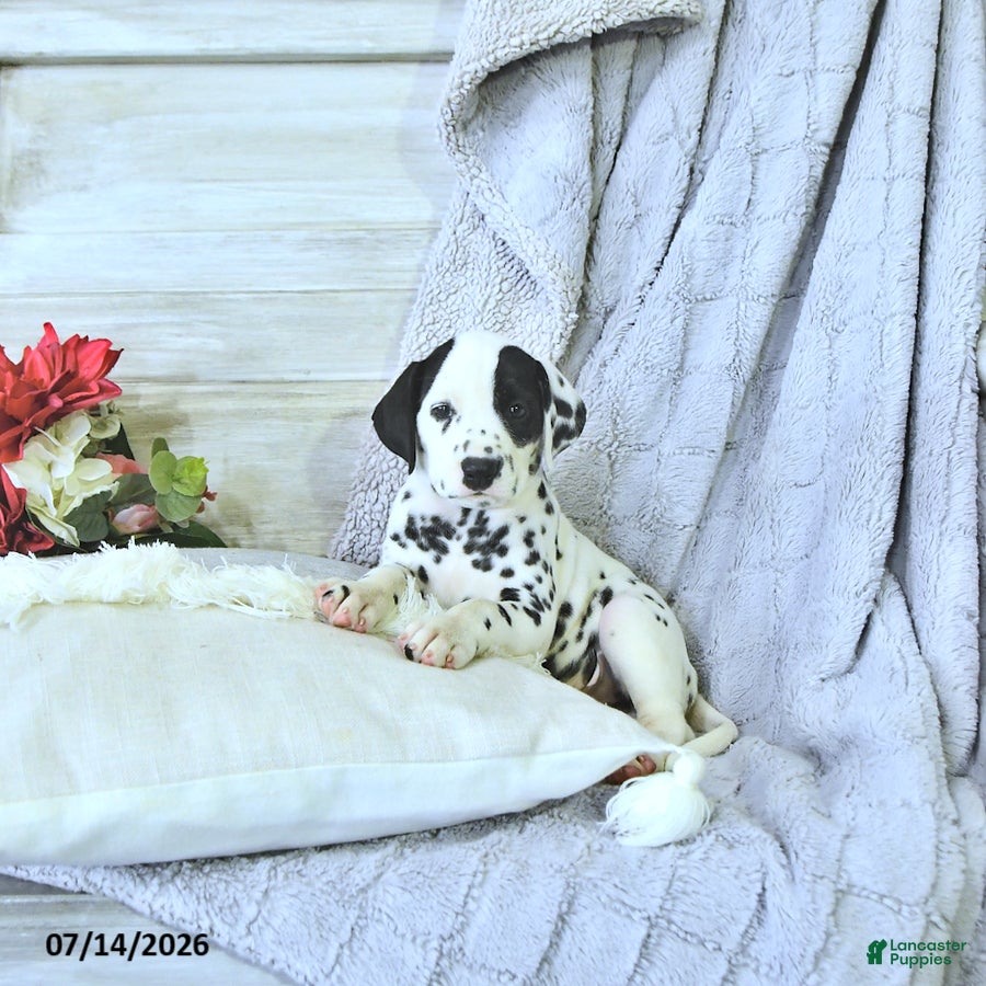 Dalmatian dogs Hot Dog - Ad 1