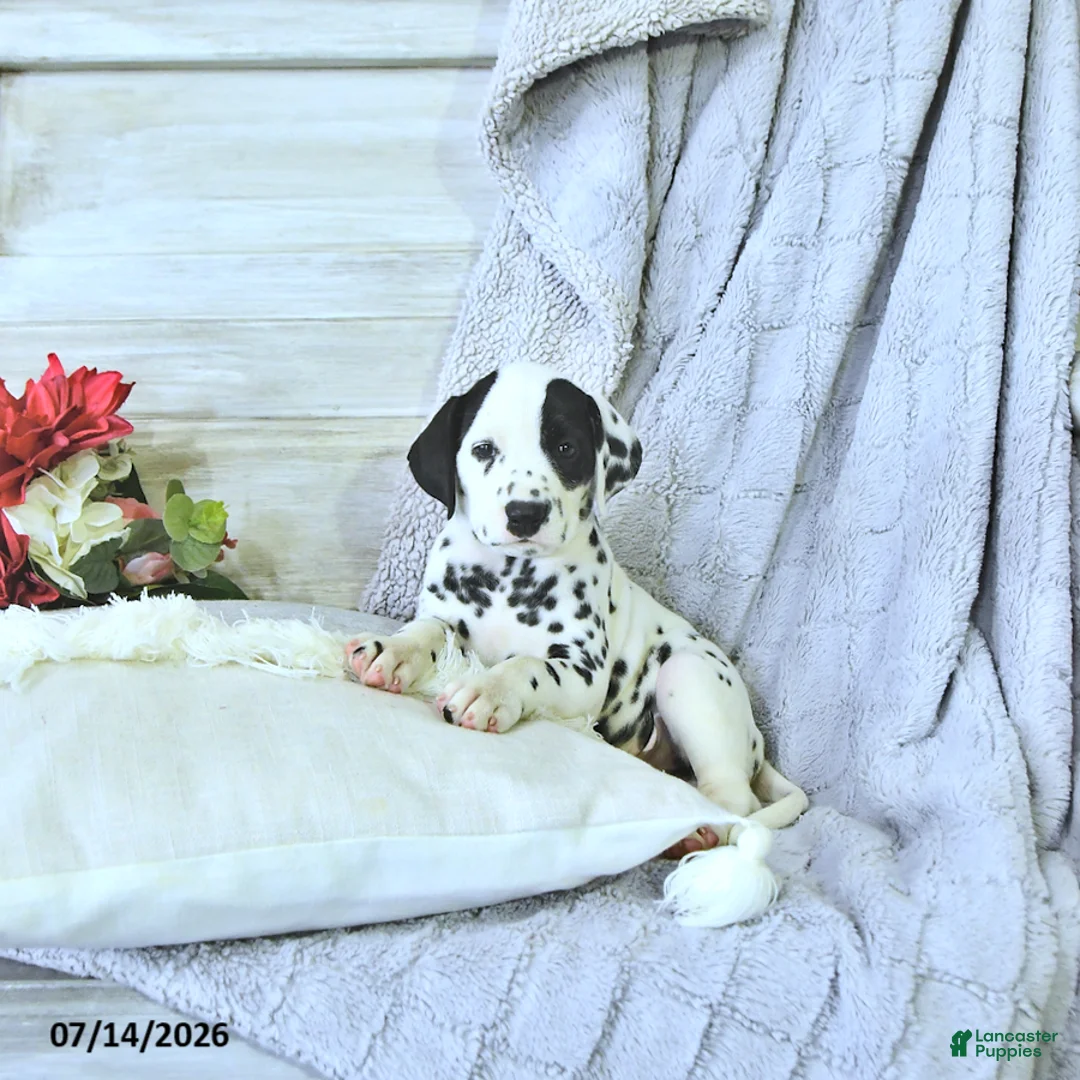 Dalmatian dogs for sale: Hot Dog - Ad 1