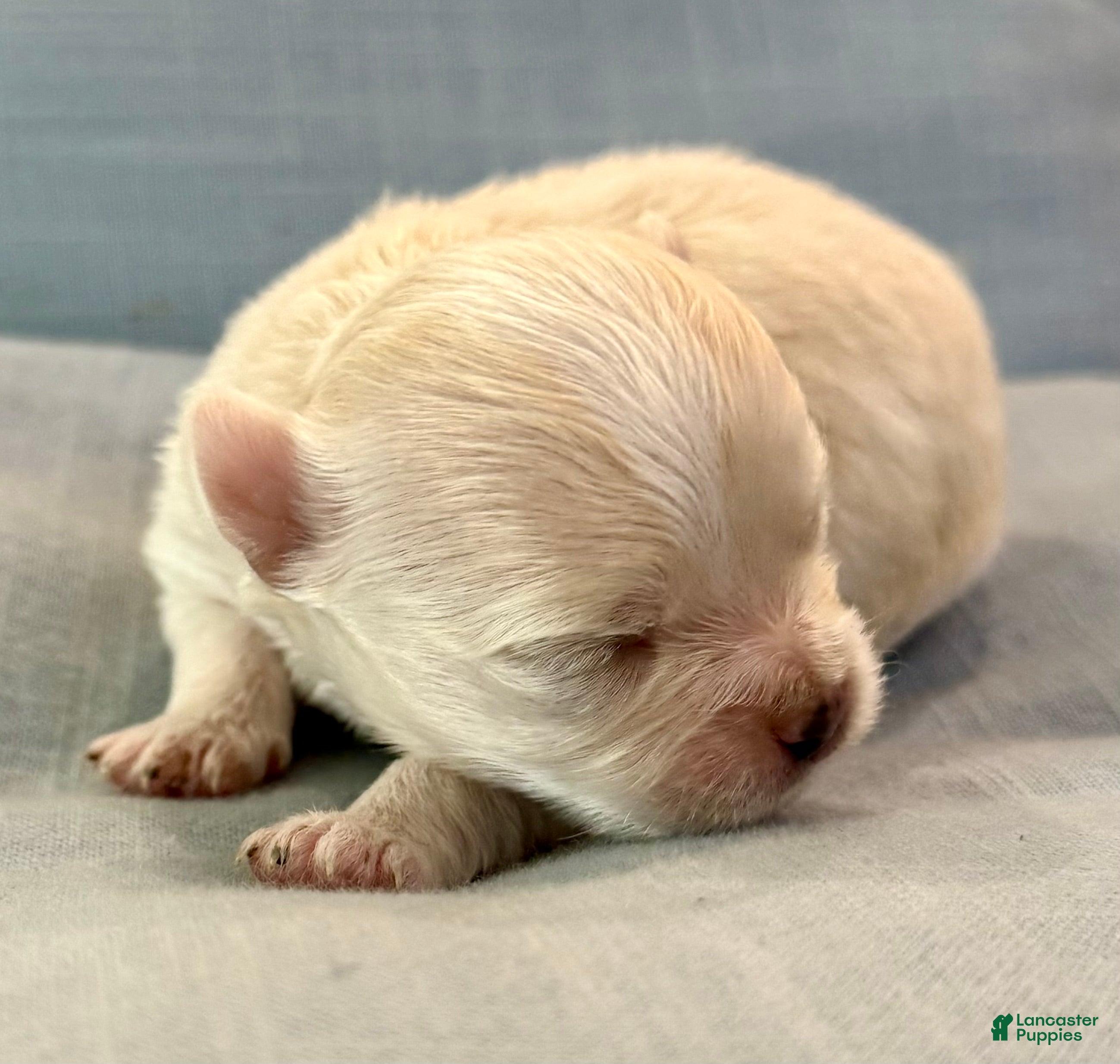 Chihuahua dogs Pearl - Ad 1