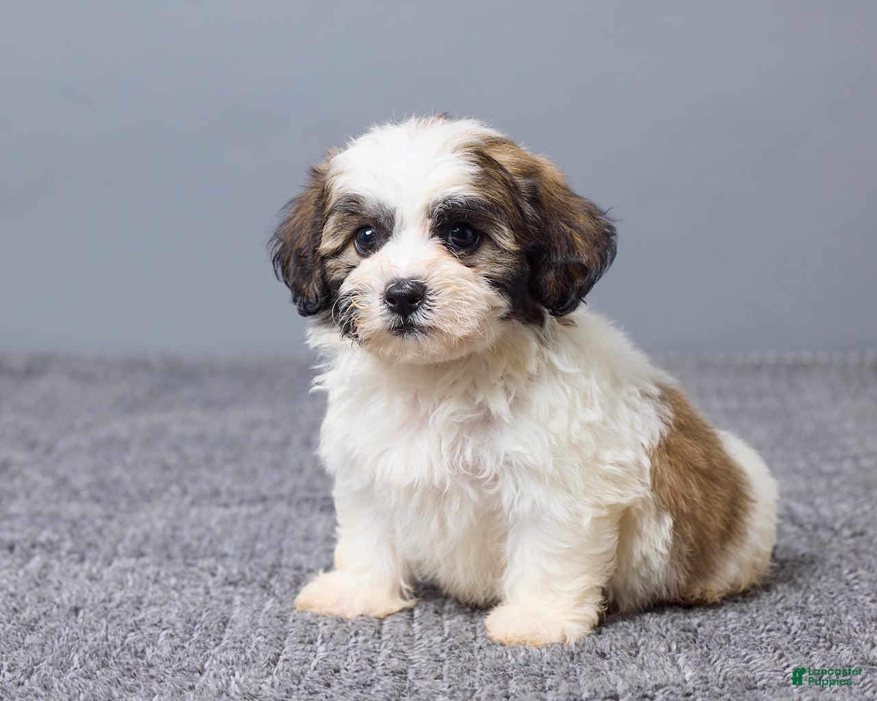Teddy Bear dogs Leo - Ad 2