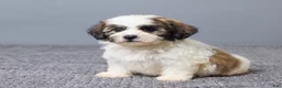 Teddy Bear dogs for sale: Leo - Ad 2