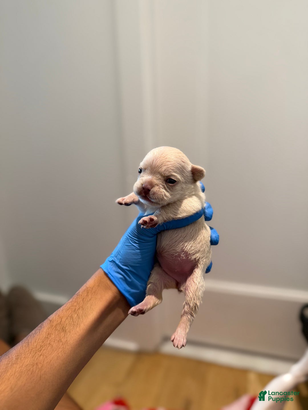 French Bulldog dogs for sale: Isabella - Ad 6