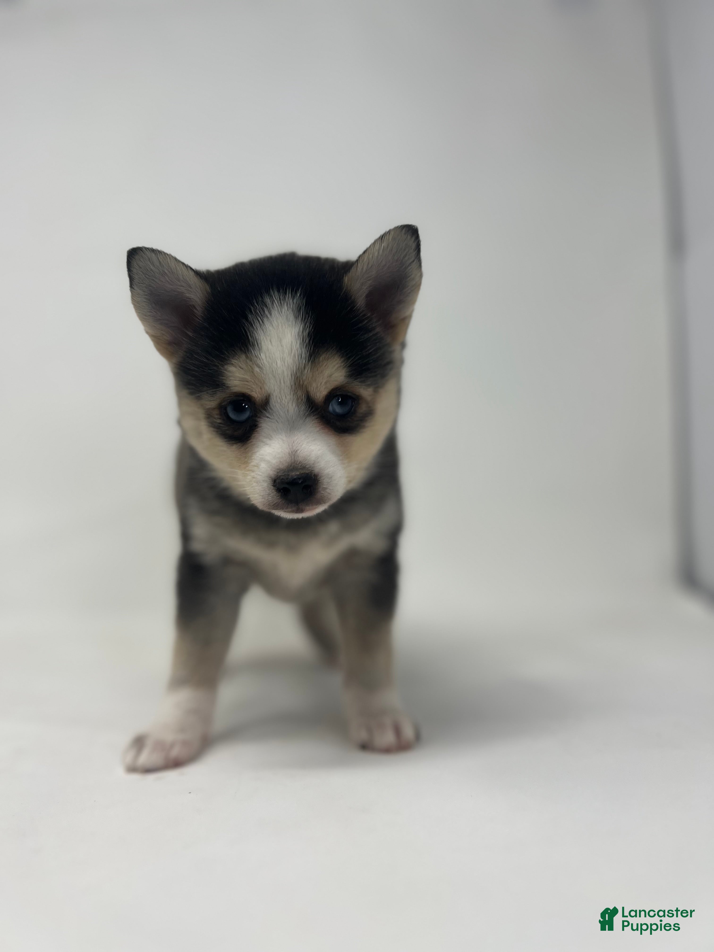 Pomsky dogs Ben - Ad 3