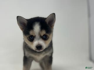 Pomsky dogs Ben - Ad 3