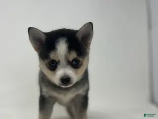 Pomsky dogs Ben - Ad 17