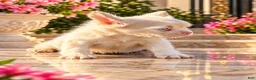 French Bulldog dogs for sale: Pink Bella - Ad 5