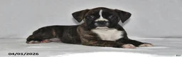 Boxer dogs for sale: Sofie - Ad 3
