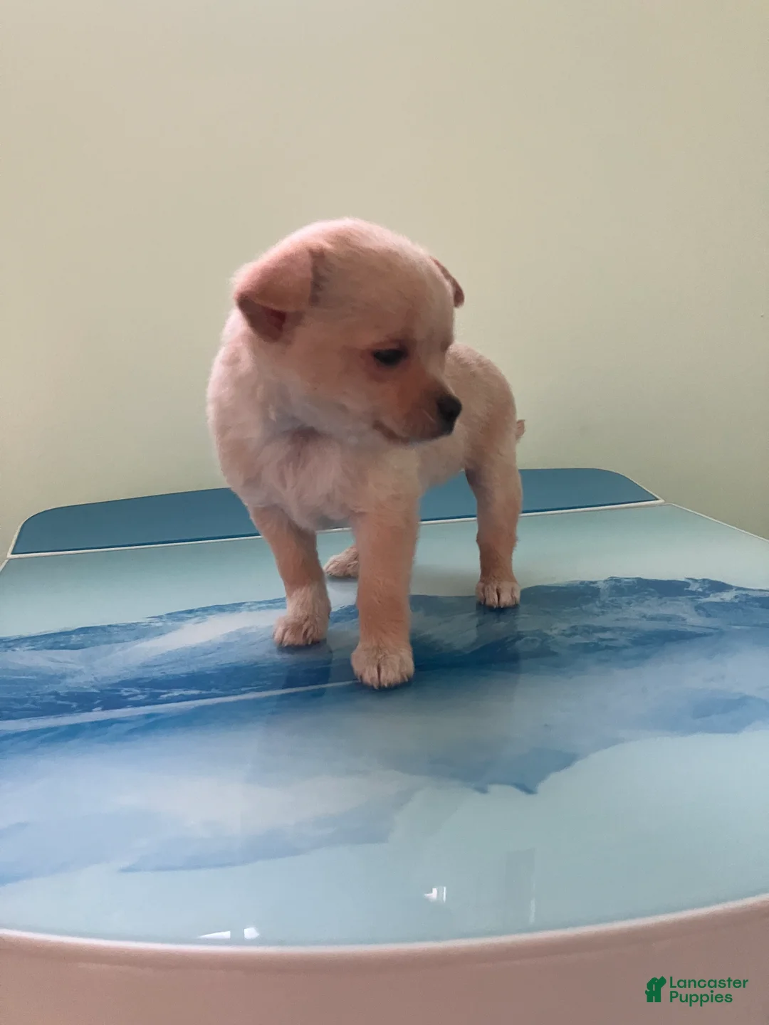 Chihuahua dogs for sale: Akc Tinker - Ad 3