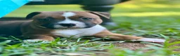 Staffordshire Bull Terrier dogs for sale: Foyt  - Ad 12
