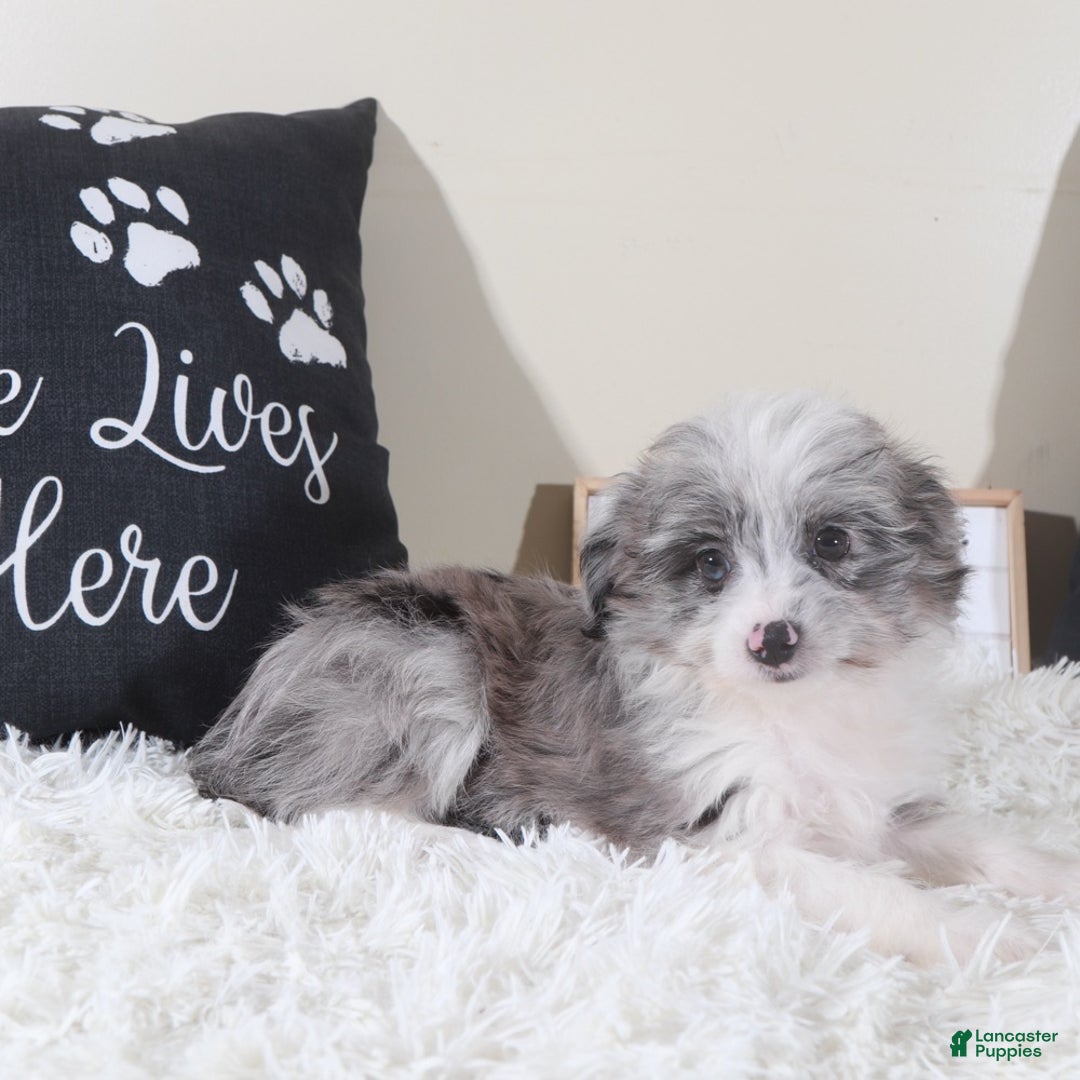 Mini Aussiedoodle dogs for sale: Mini Aussiedoodle Jessie - Ad 6