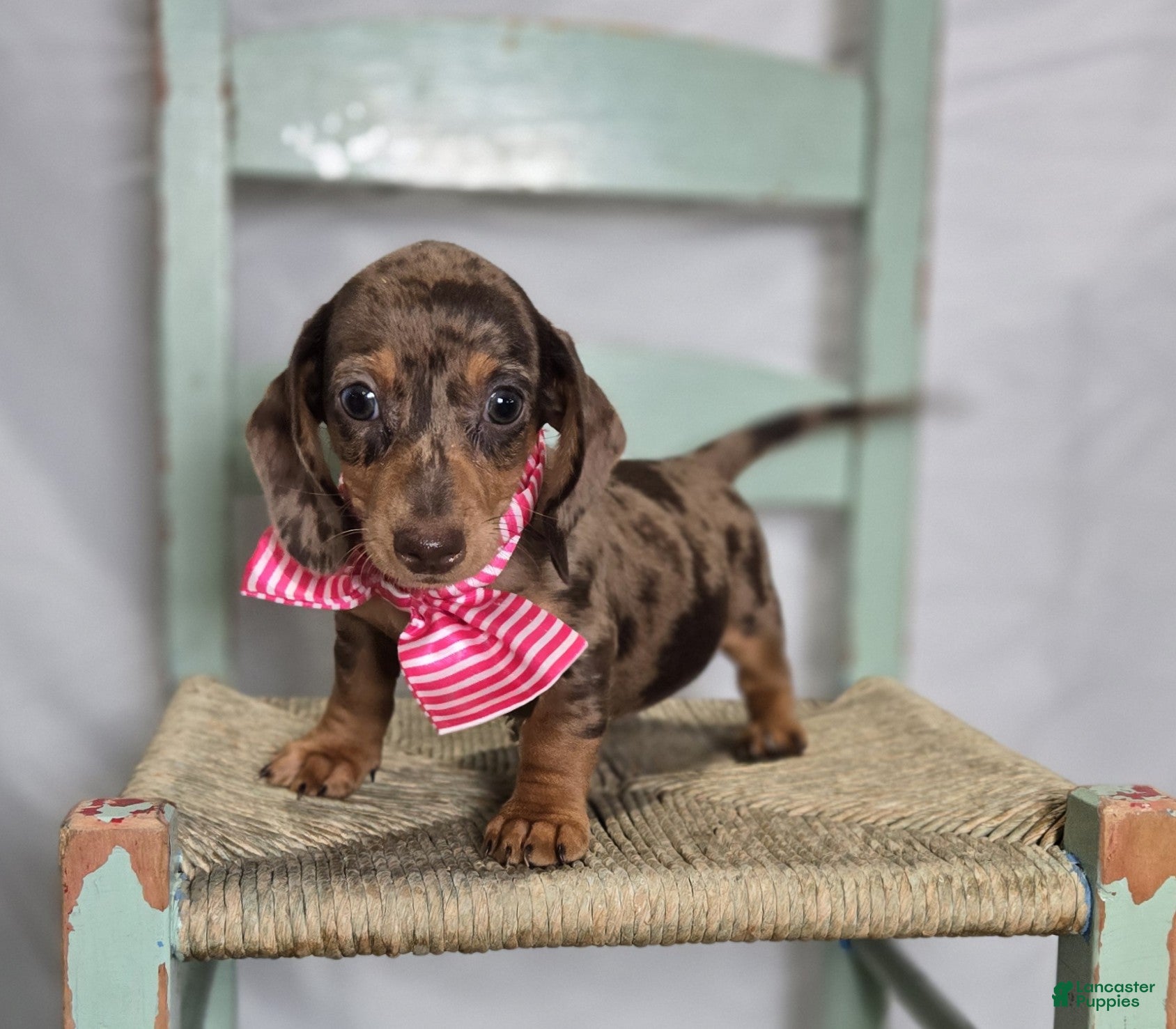 Miniature Dachshund dogs Ann - Ad 1